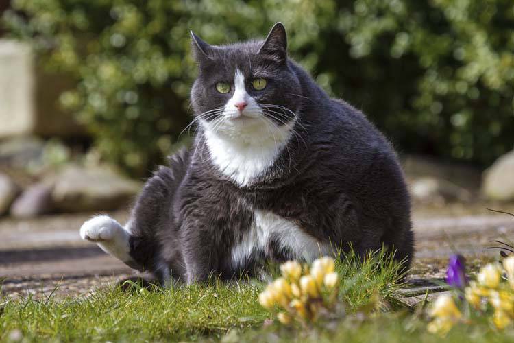 Is Your Pet Overweight?