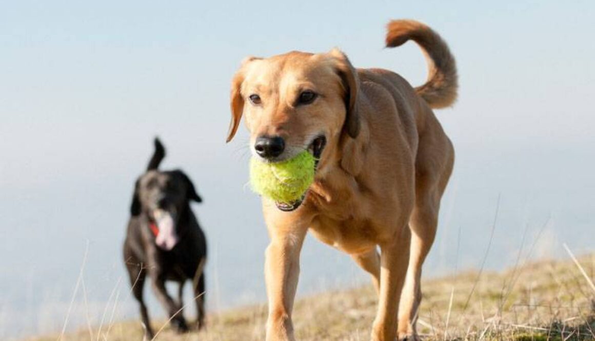 Motivating Your Dog