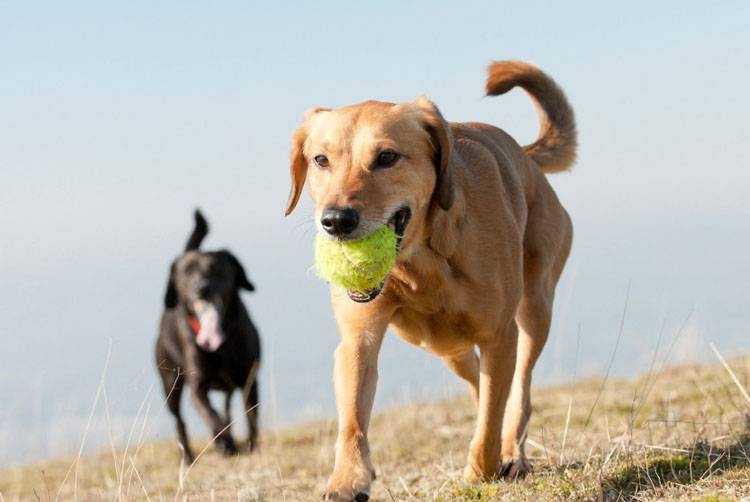 Motivating Your Dog