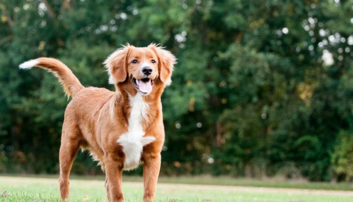 Nova Scotia Duck Tolling Retriever
