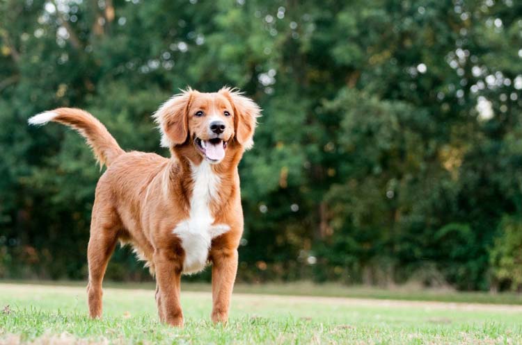 Nova Scotia Duck Tolling Retriever
