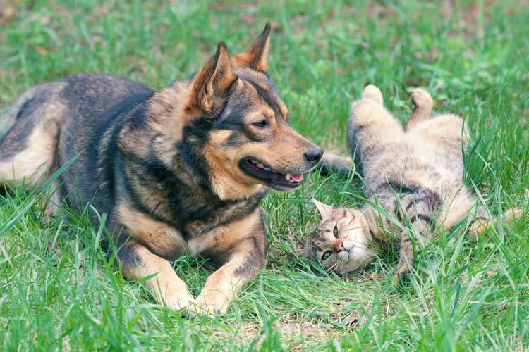 Poisonous Plants for Pets