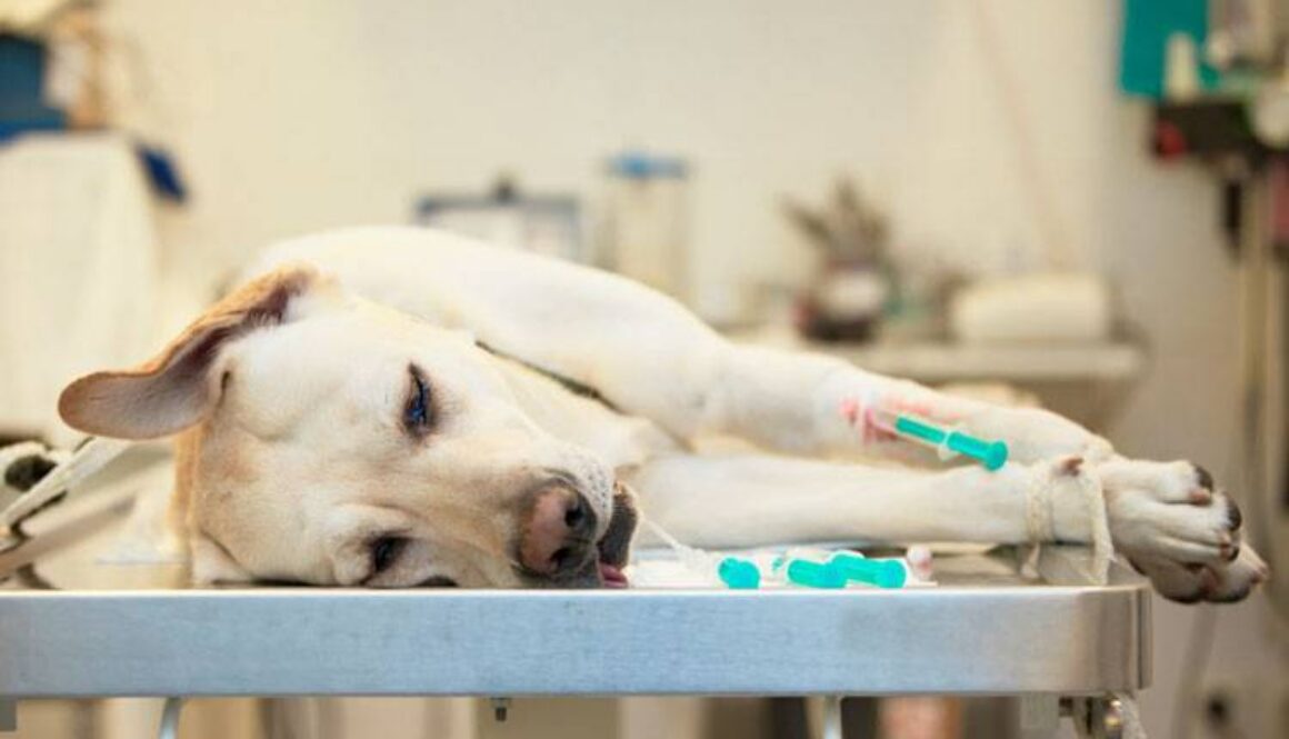 Portosystemic Shunt in Dogs