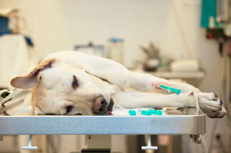 Portosystemic Shunt in Dogs
