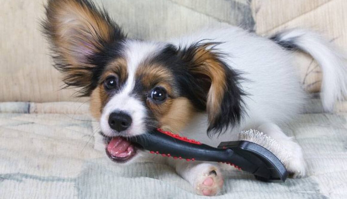 Preparing Your Puppy for a Lifetime of Grooming