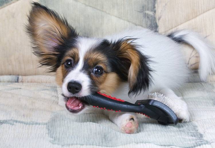 Preparing Your Puppy for a Lifetime of Grooming