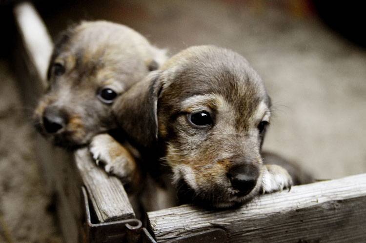 Raising Two Puppies Together