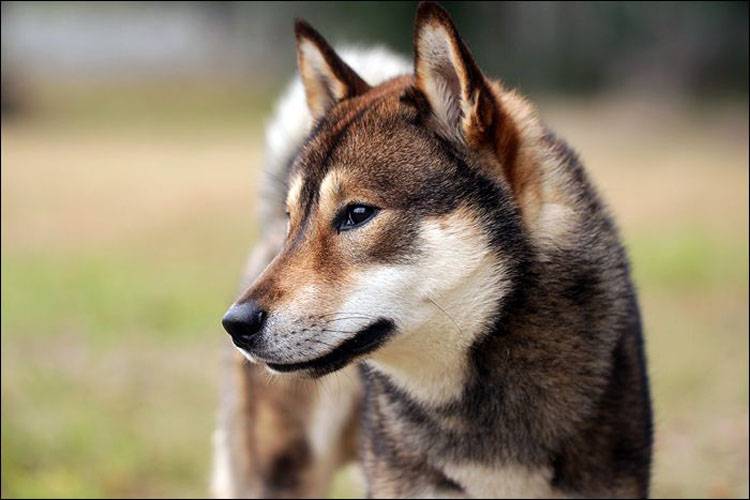 Shikoku Grooming