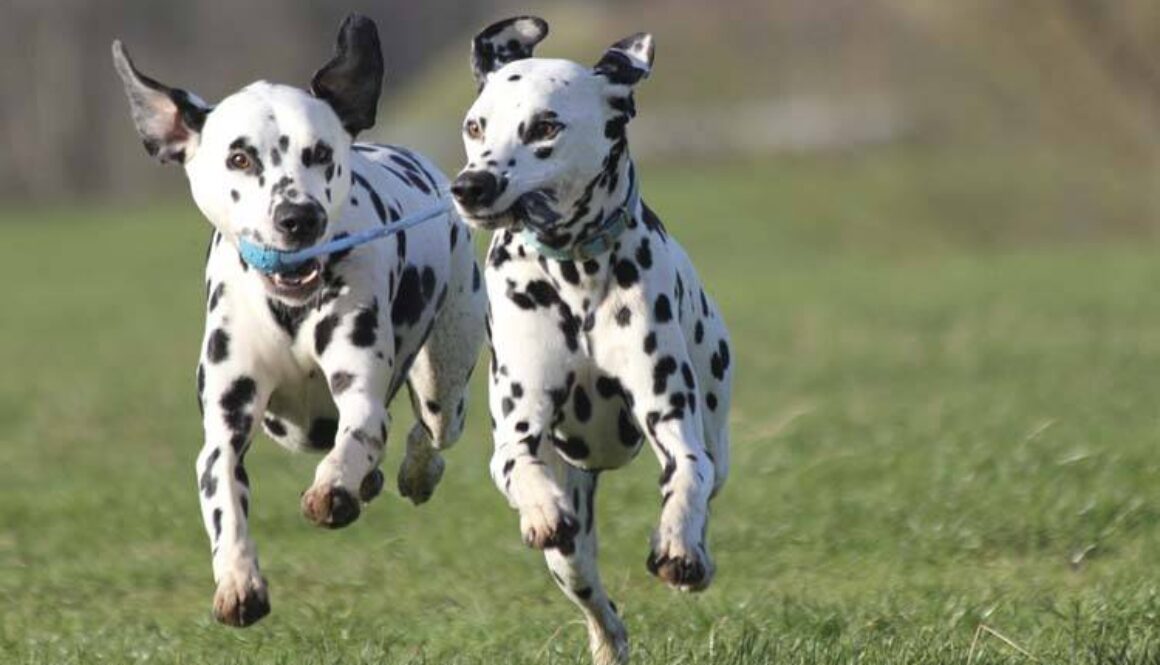 Squeaky Toys vs. Rope Toys