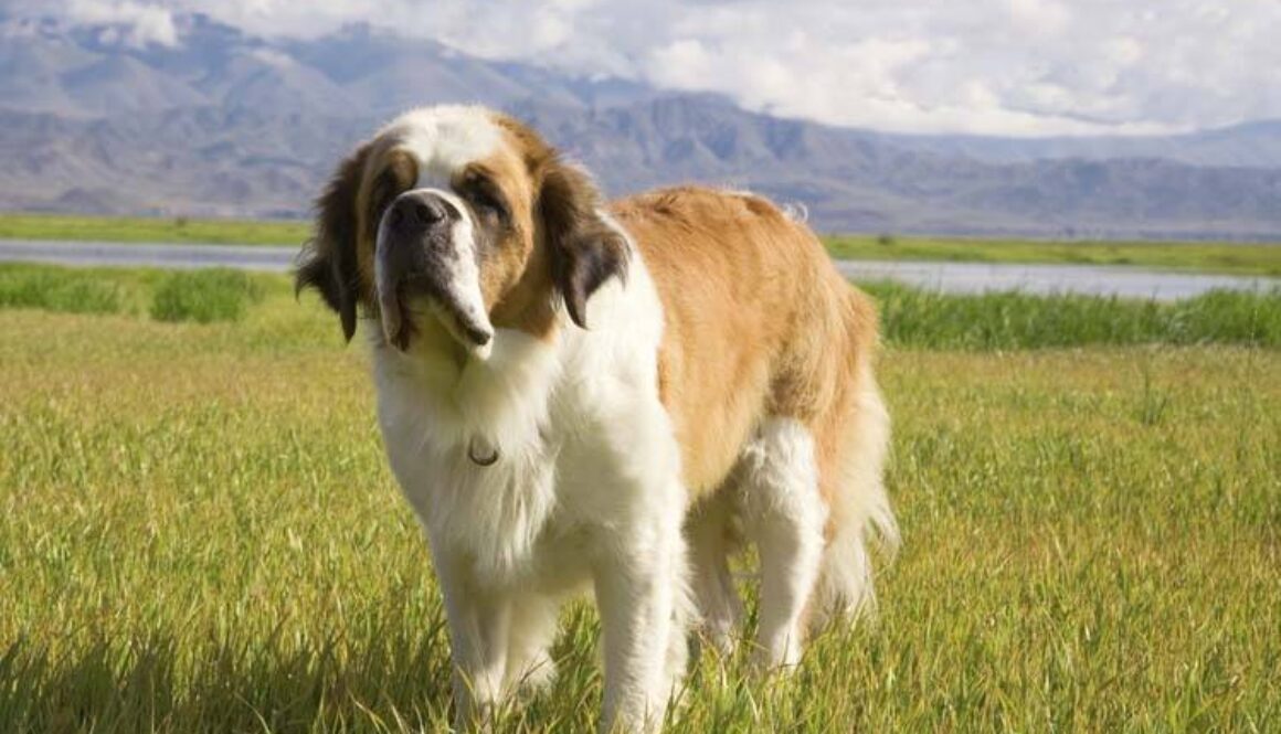 St. Bernard
