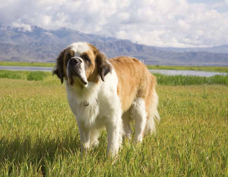 St. Bernard