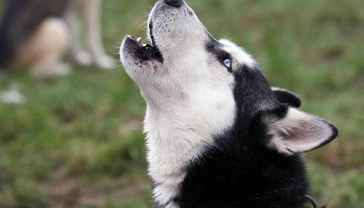 Understanding Dog Communication