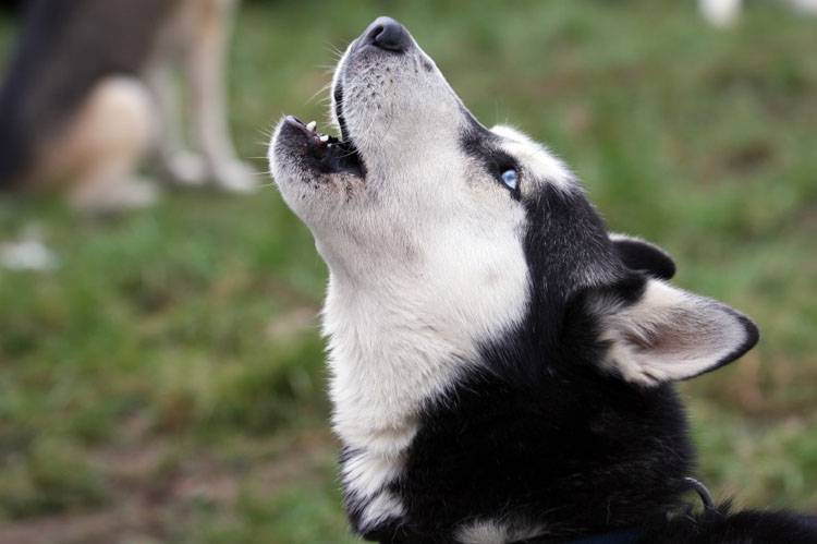 Understanding Dog Communication