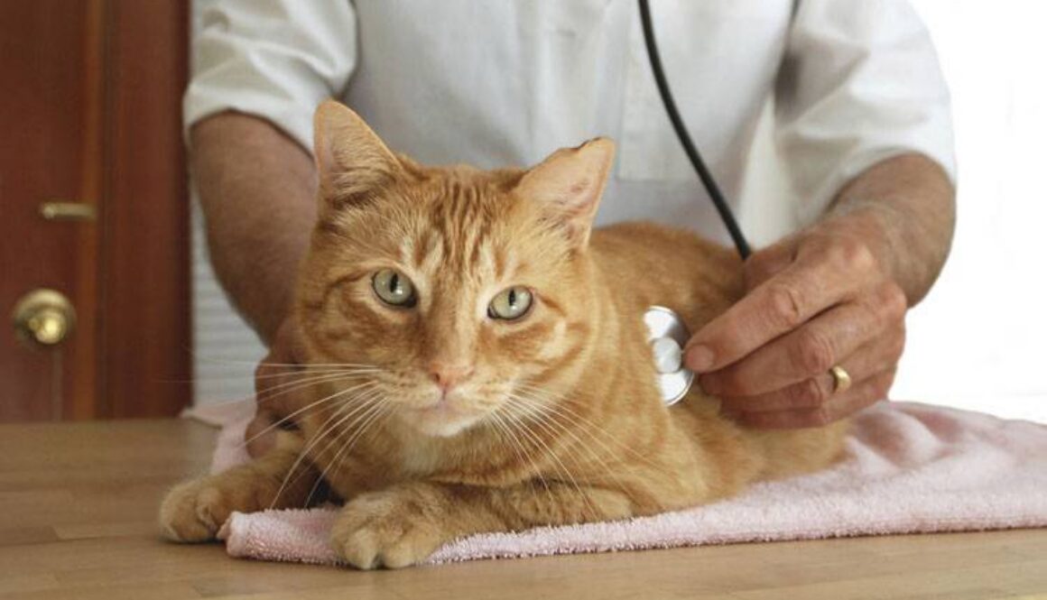 Vaccine-Associated Fibrosarcoma