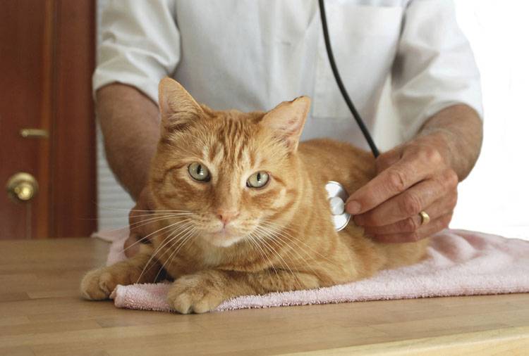 Vaccine-Associated Fibrosarcoma