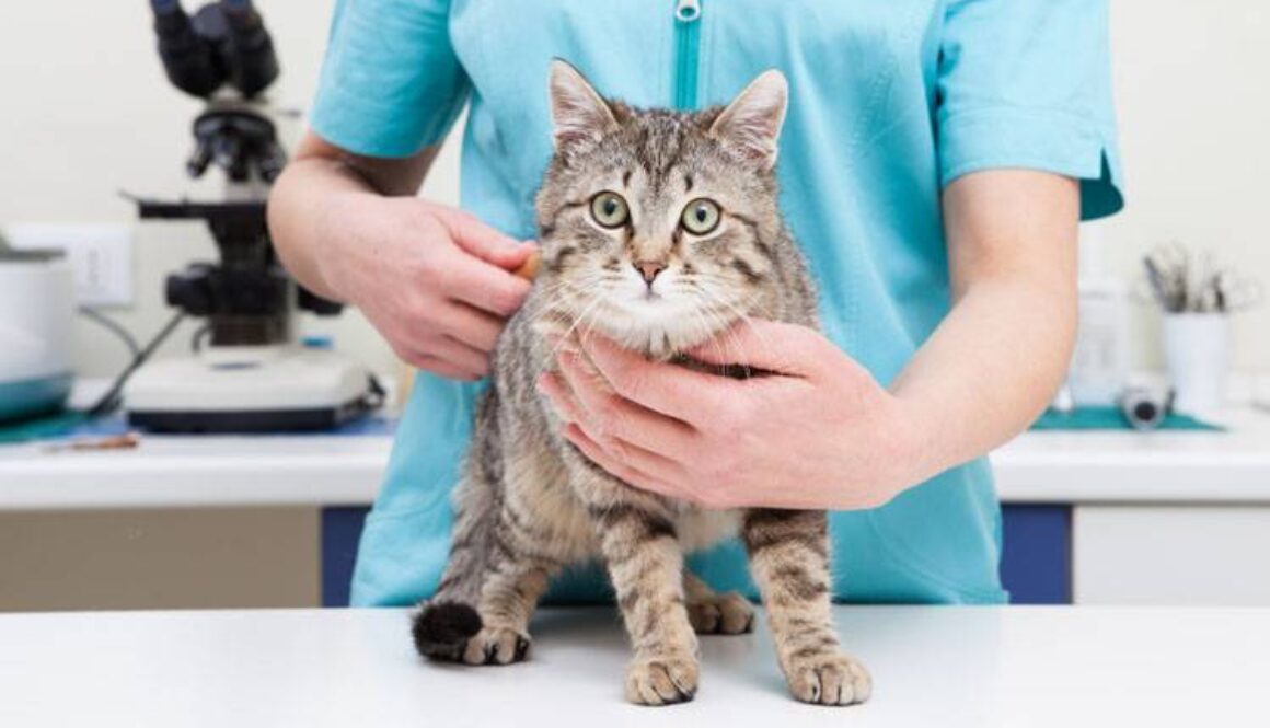 Pet Vaccination