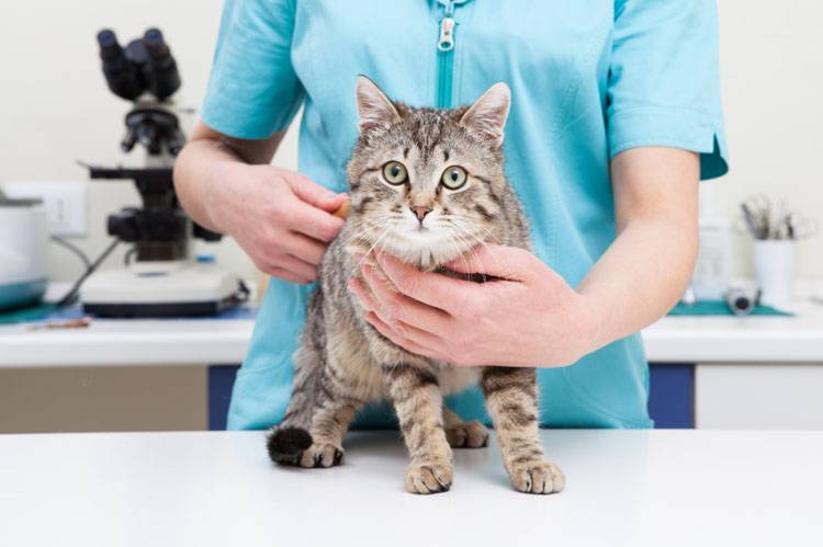 Pet Vaccination