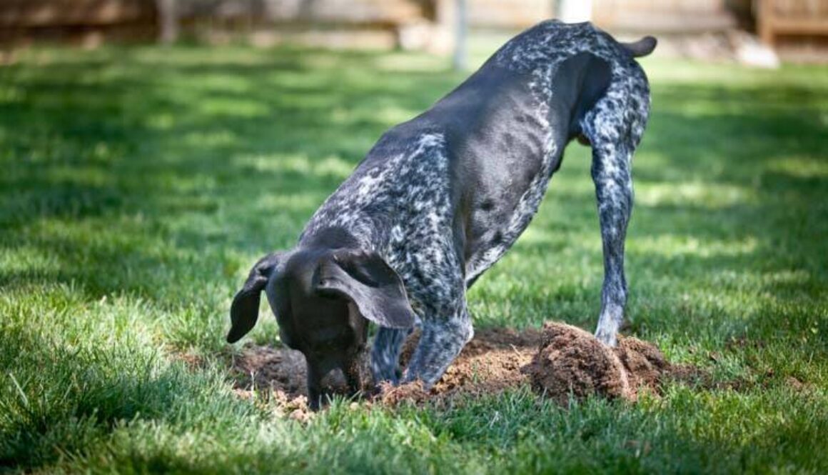 How to Stop a Dog From Digging