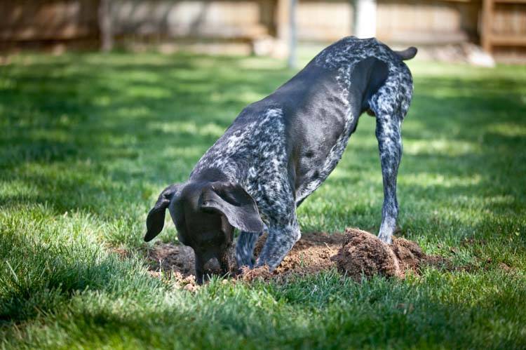 How to Stop a Dog From Digging