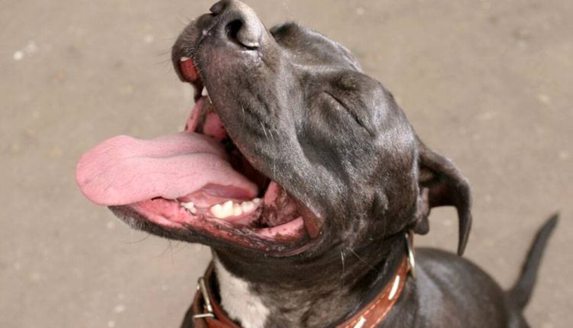 Teach Your Dog to Speak