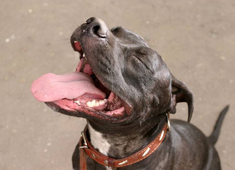 Teach Your Dog to Speak