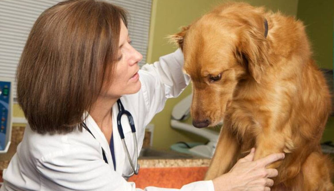 Pain Management for Dogs