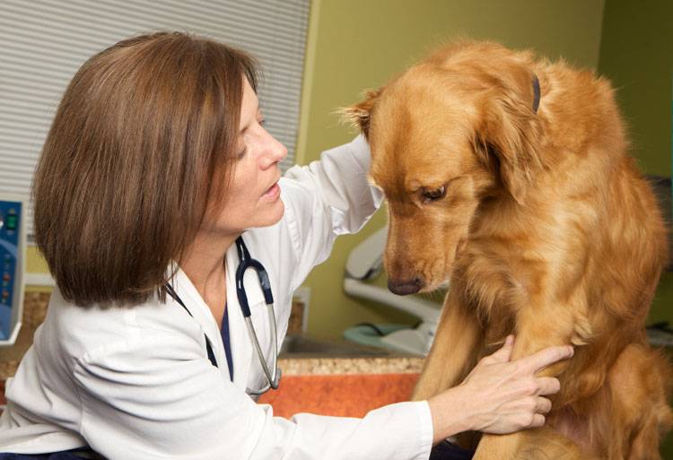 Pain Management for Dogs