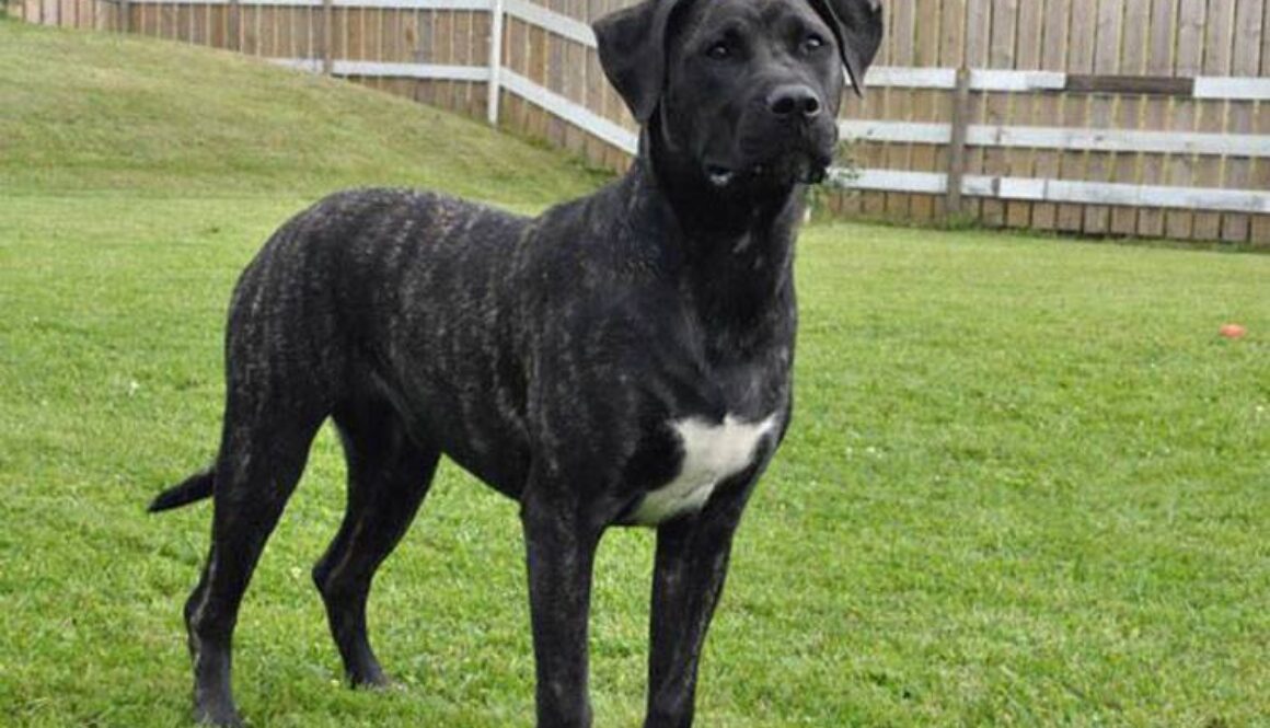 Perro de Presa Canario