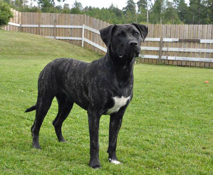 Perro de Presa Canario