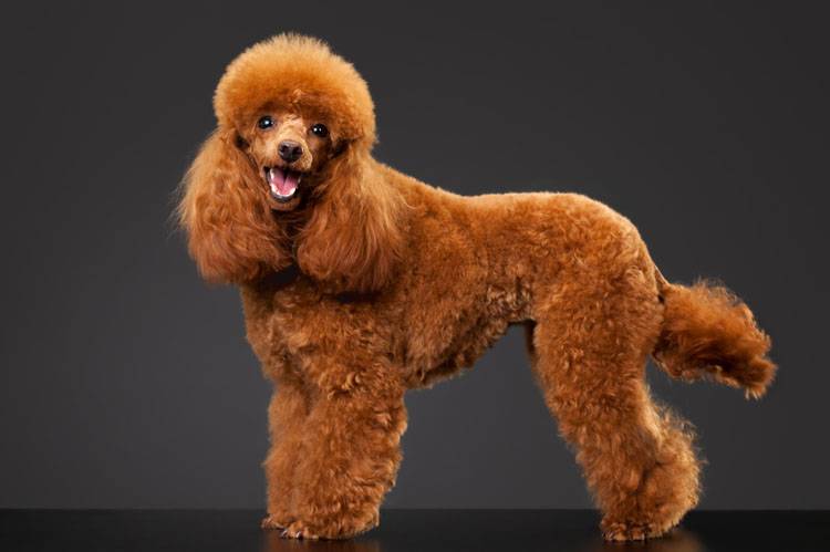 Poodle Grooming
