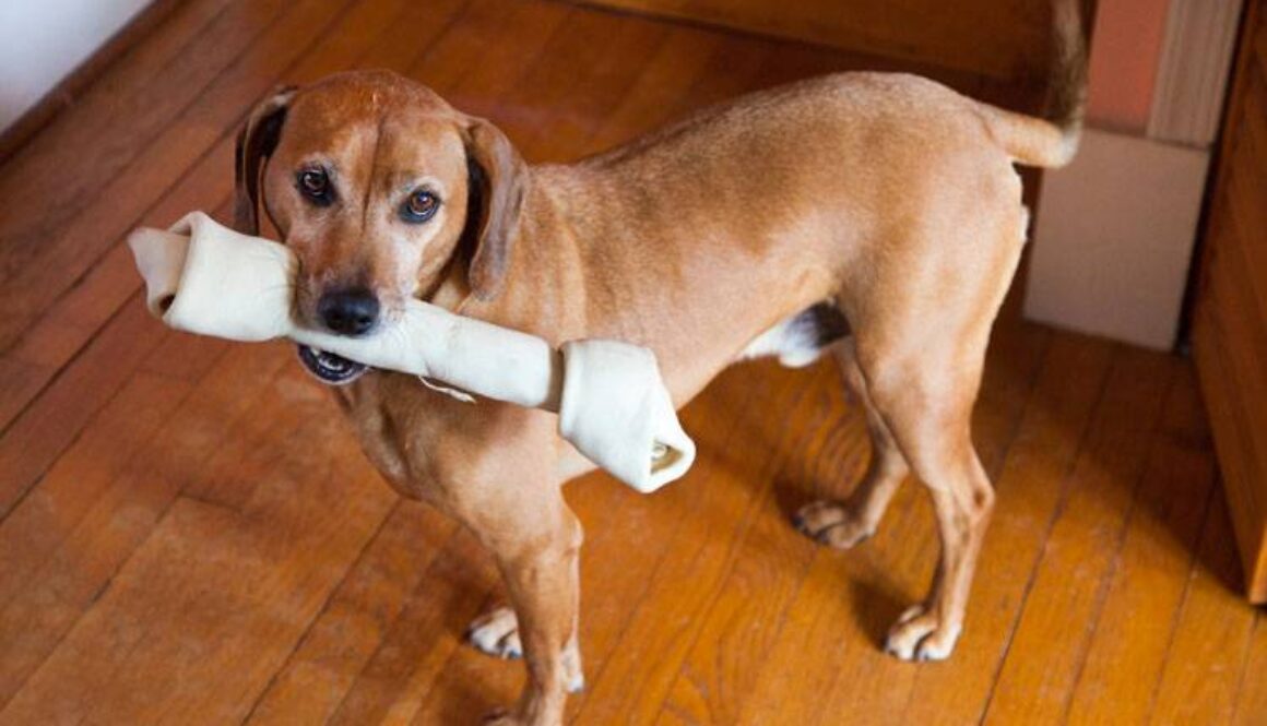 Rawhide for Chewing Problems