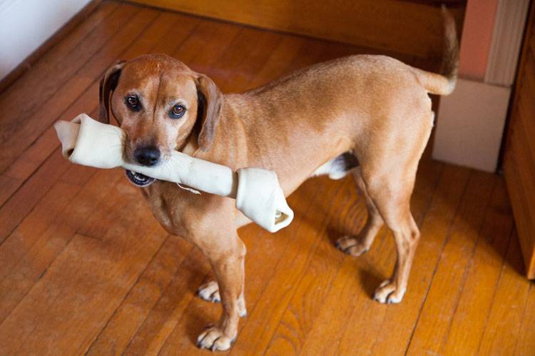 Rawhide for Chewing Problems