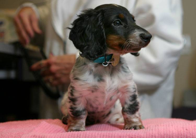 Spaying and Neutering Facts