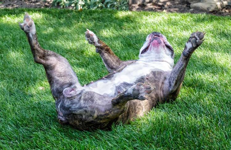 Teach Your Dog to Play Dead