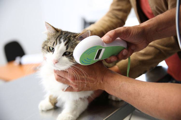 Toxoplasmosis