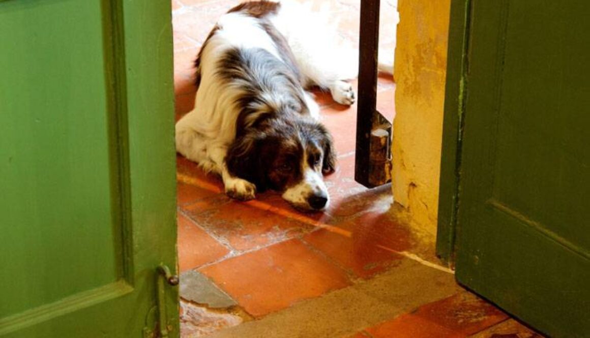 Vacation Without Your Dog