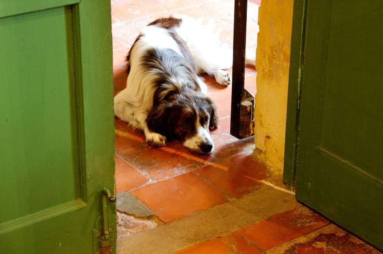 Vacation Without Your Dog