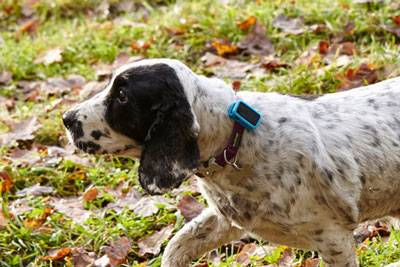 Dog With GPS Tracker