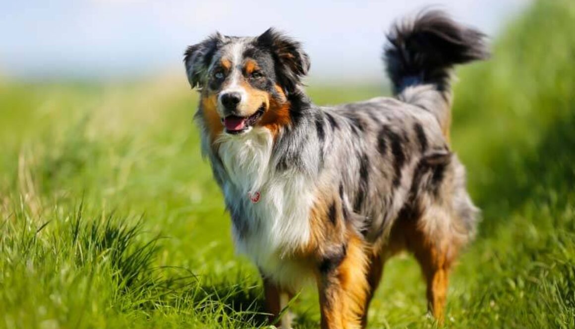 Australian Shepherd