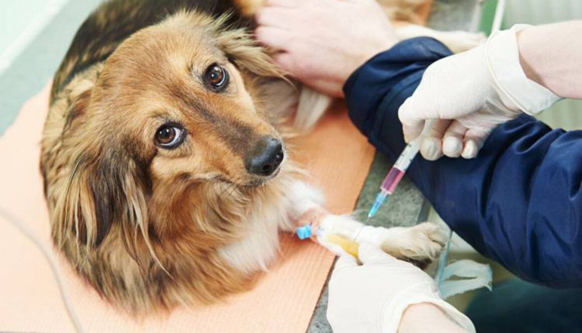 Can Dogs Donate Blood?