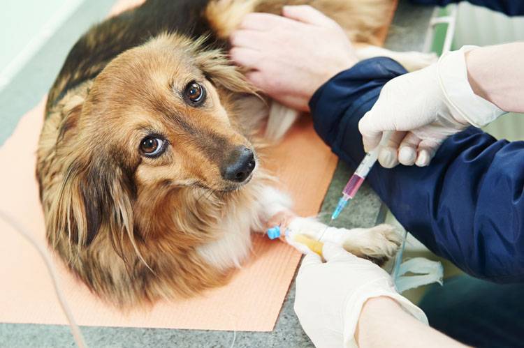 Can Dogs Donate Blood?
