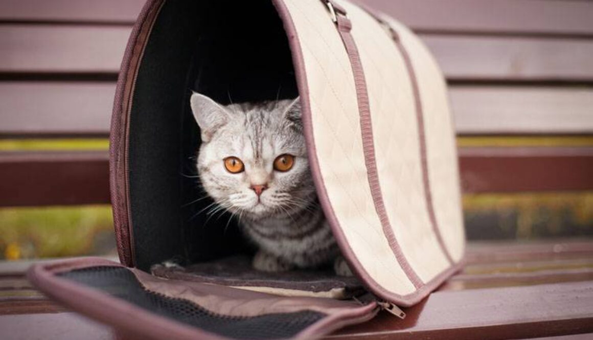 Disaster Preparedness for Pets