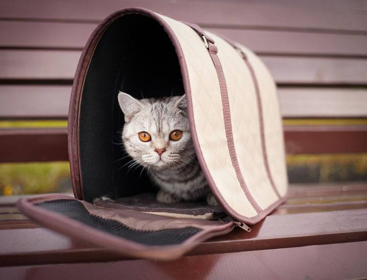 Disaster Preparedness for Pets