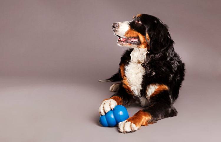 Feed and Entertain Your Dog With a Kong Wobbler
