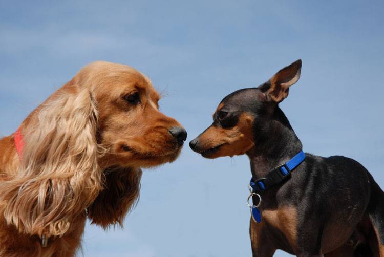 Introducing a New Dog to Your Resident Dog