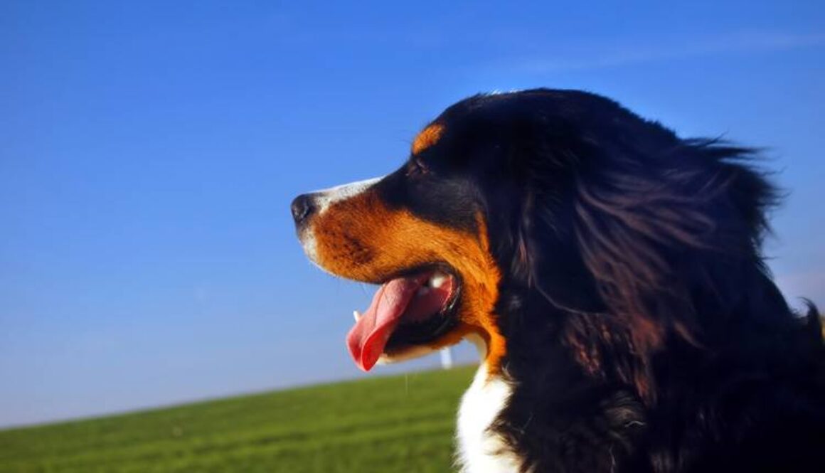 Protecting Your Dog From the Heat