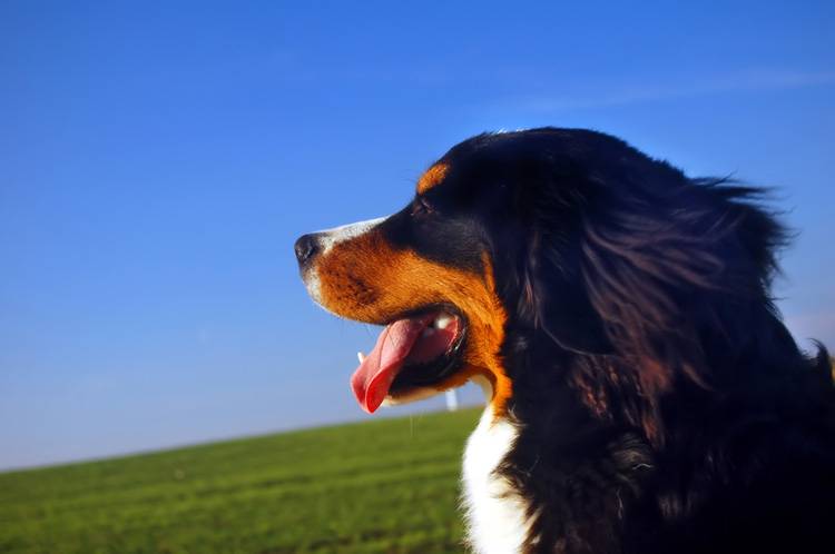 Protecting Your Dog From the Heat