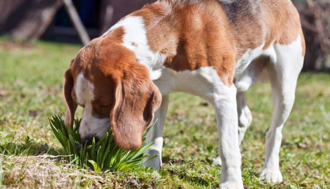 Treating Bee Stings in Dogs