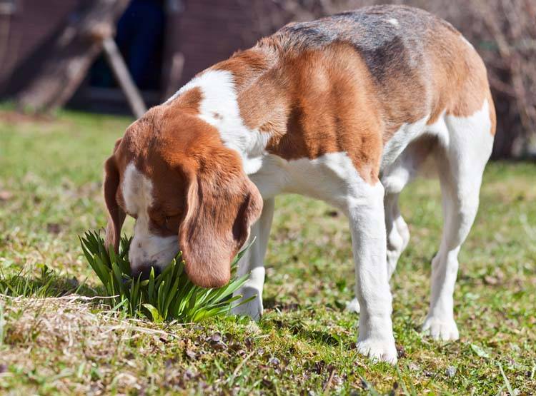 Treating Bee Stings in Dogs