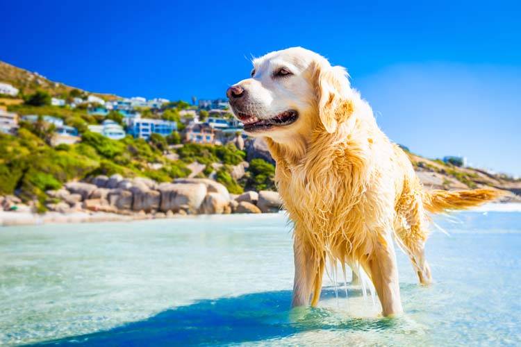 Water Safety for Dogs